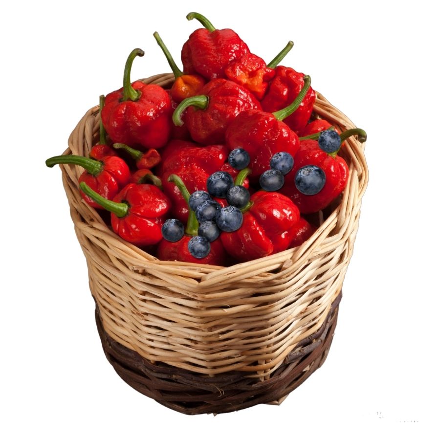 gaston chilli (6)